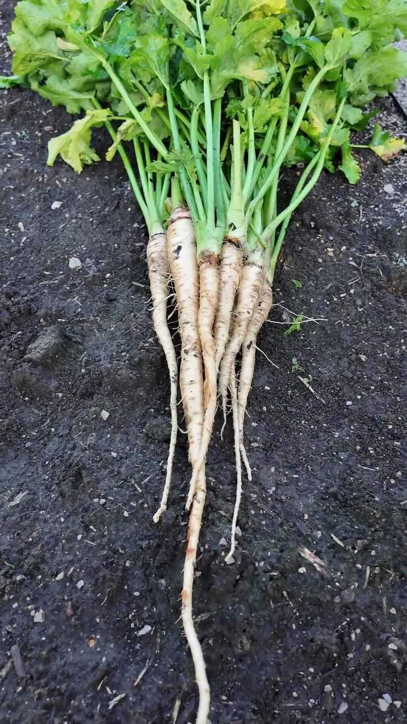 Parsnips Are Made For A Long, Cold Fall Parsnips Are Made For A Long, Cold Fall