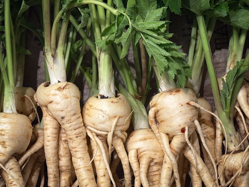 Parsnips Reward Gardeners Who Wait For Frost Parsnips Reward Gardeners Who Wait For Frost