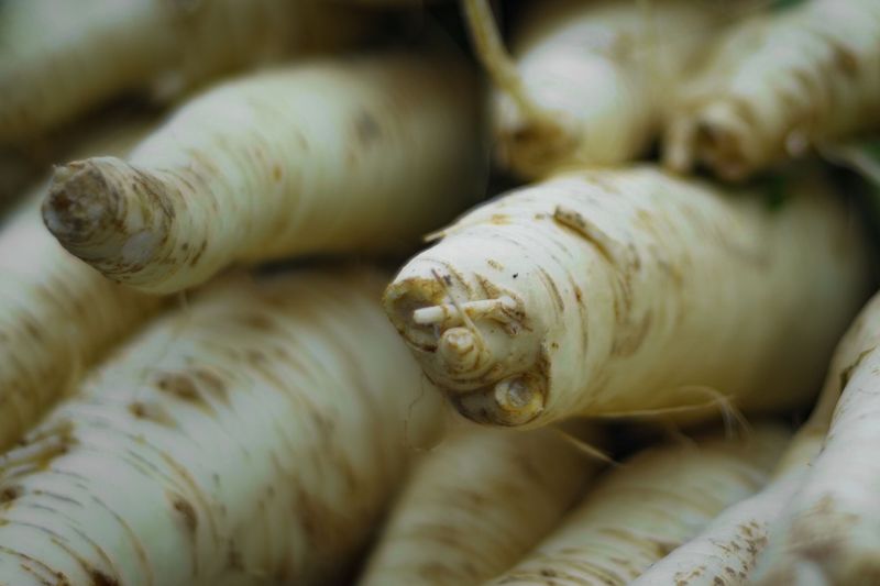 Parsnips Taste Best After Several Hard Freezes