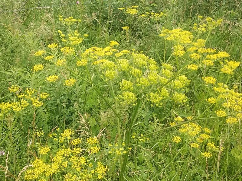 Parsnips in Wisconsin