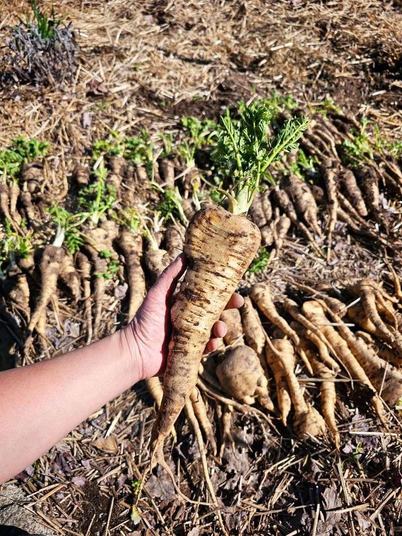 Parsnips