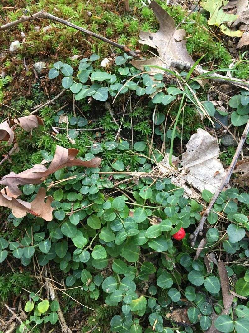 Partridgeberry Hugs Moist Woodland Floors