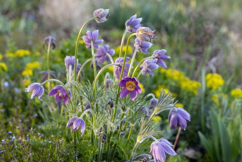 Pasque Flower (Pulsatilla spp.)