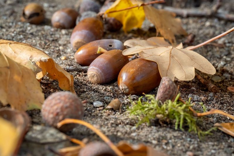Patchy Acorn Crops Push Herds Toward Easy Meals Patchy Acorn Crops Push Herds Toward Easy Meals