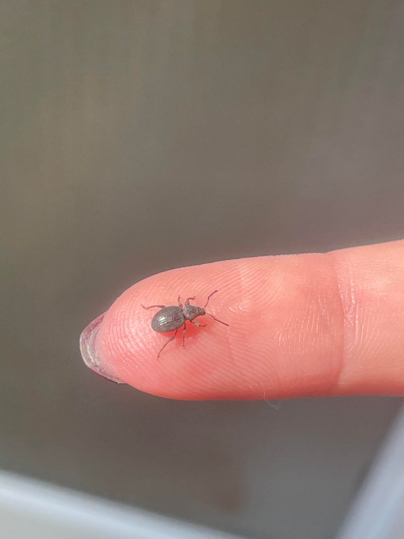Patience Beats Panic With This Pest