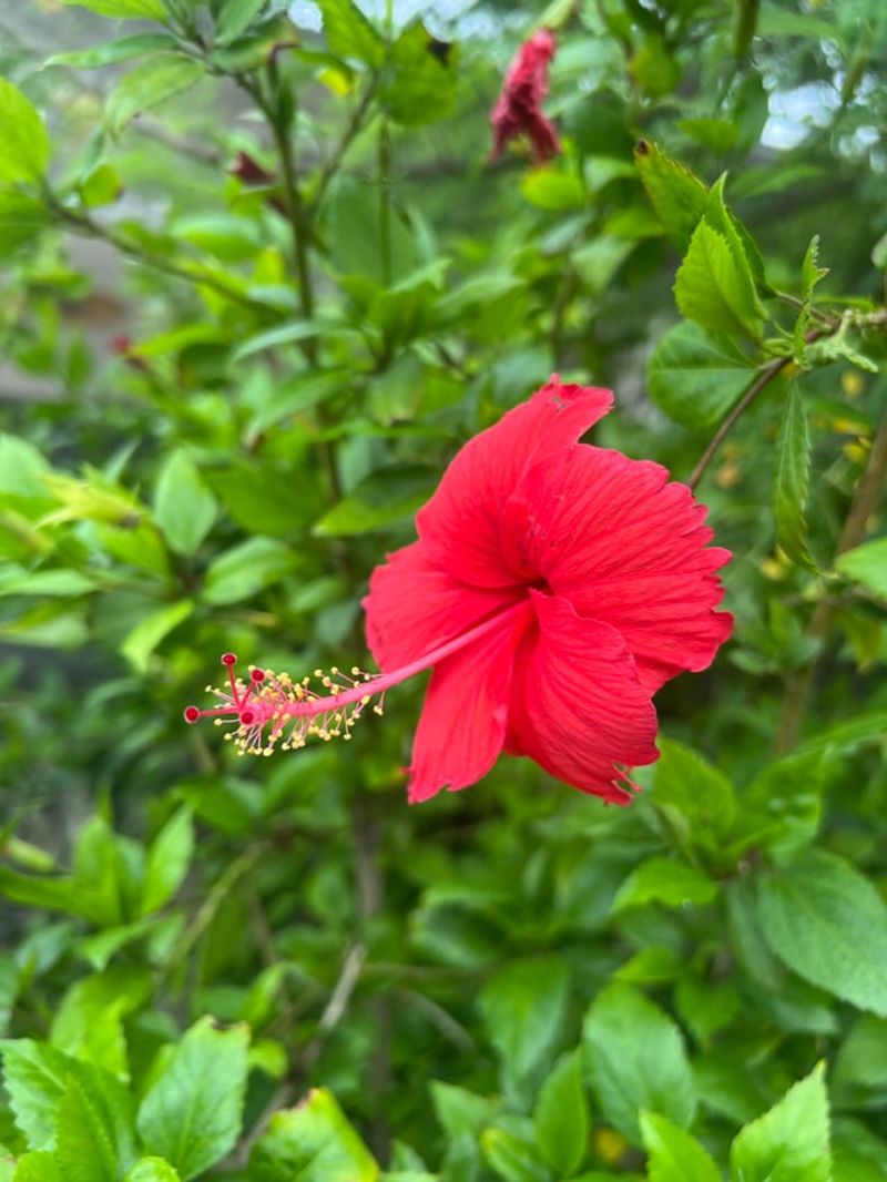 Patience Brings Back The Blooms