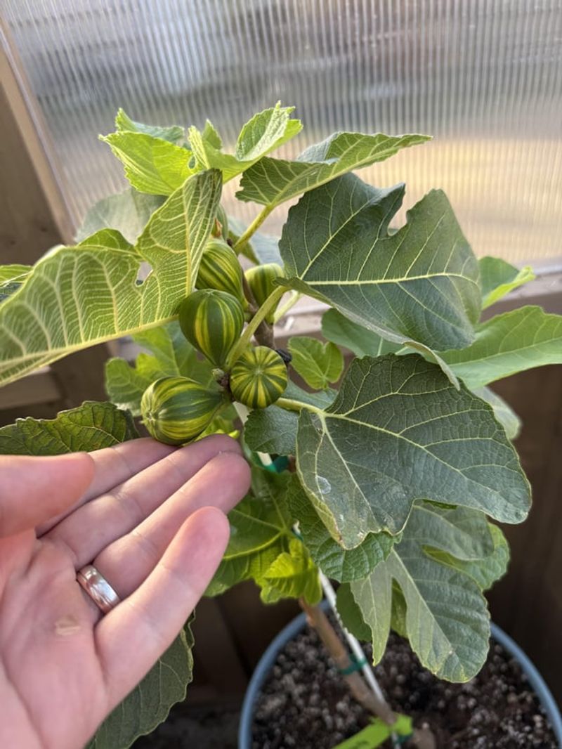 Patience Matters With Young Trees