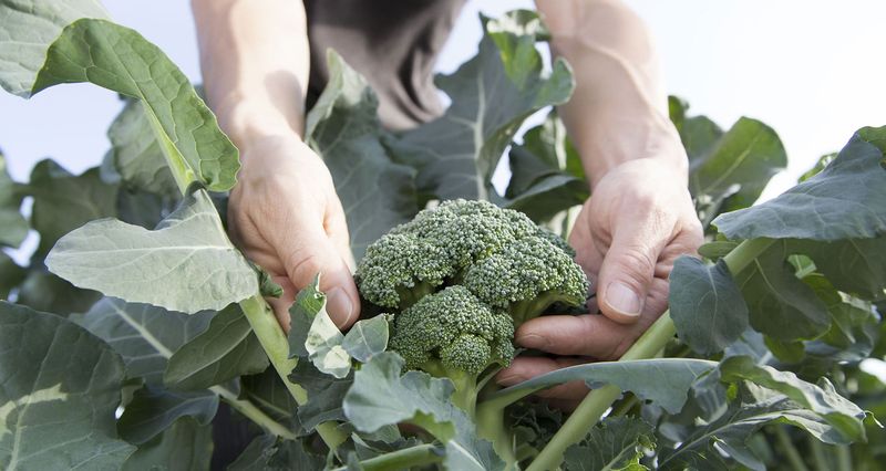 Patience Now Sets Up A Strong Fall Crop
