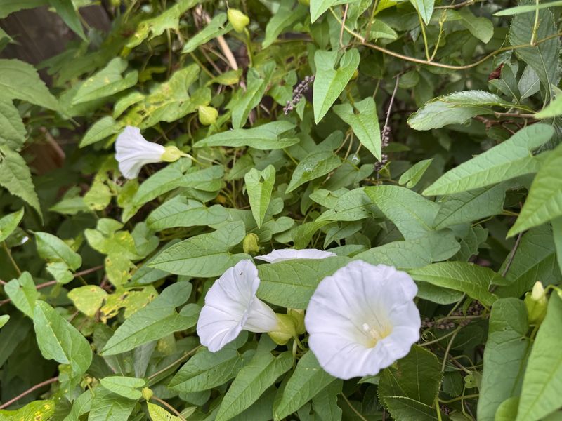 Patient Pressure On Established Patches