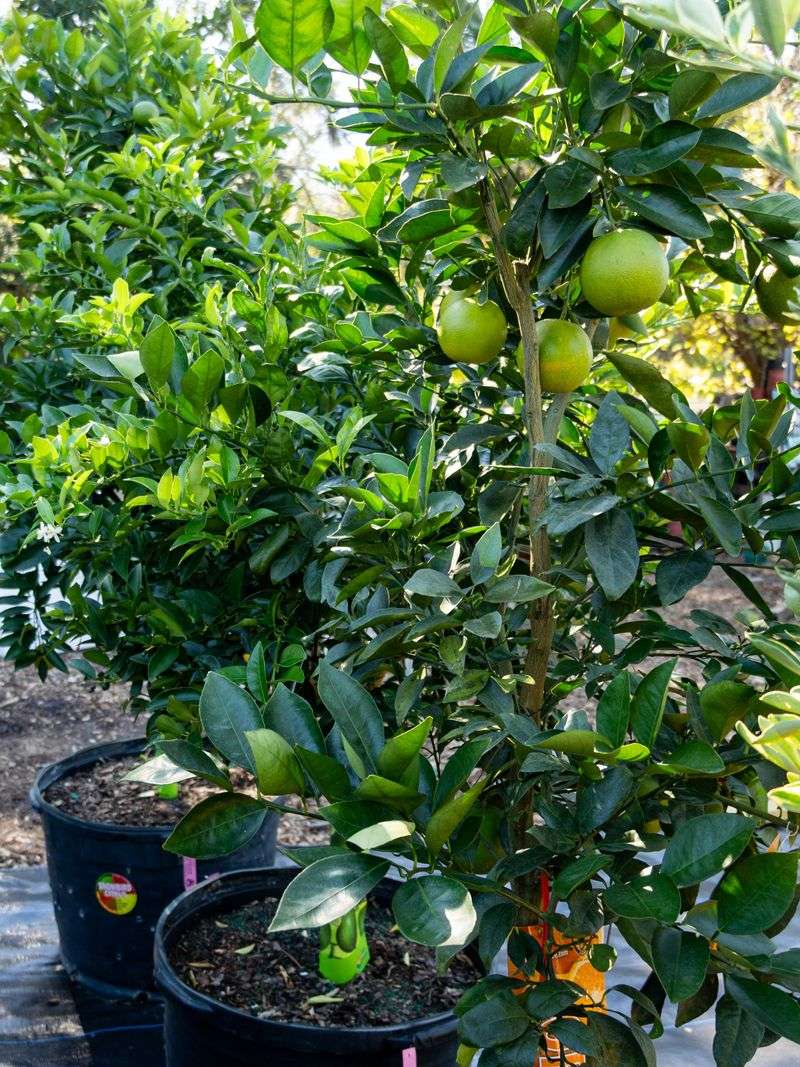 Pause The Nitrogen And Let Leaves Toughen Up Pause The Nitrogen And Let Leaves Toughen Up