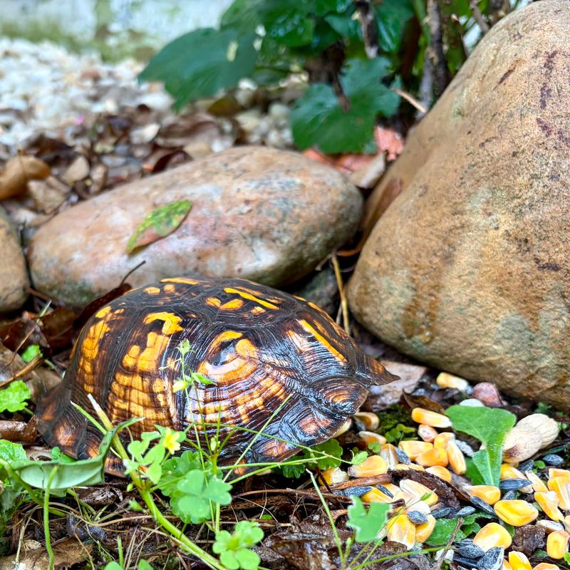 Pause Yard Work Until The Turtle Moves Through Pause Yard Work Until The Turtle Moves Through