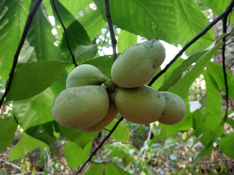 Pawpaw For Tropical Flavor In A Hardy Tree Pawpaw For Tropical Flavor In A Hardy Tree