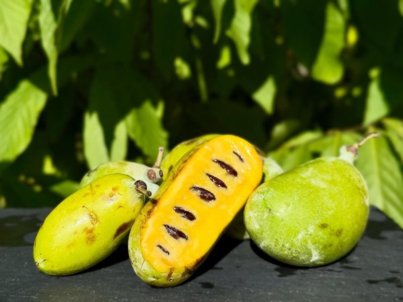 Pawpaws