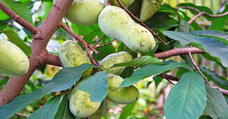 Pawpaws, Persimmons, And Hickory Nuts Round Out The Season Pawpaws, Persimmons, And Hickory Nuts Round Out The Season