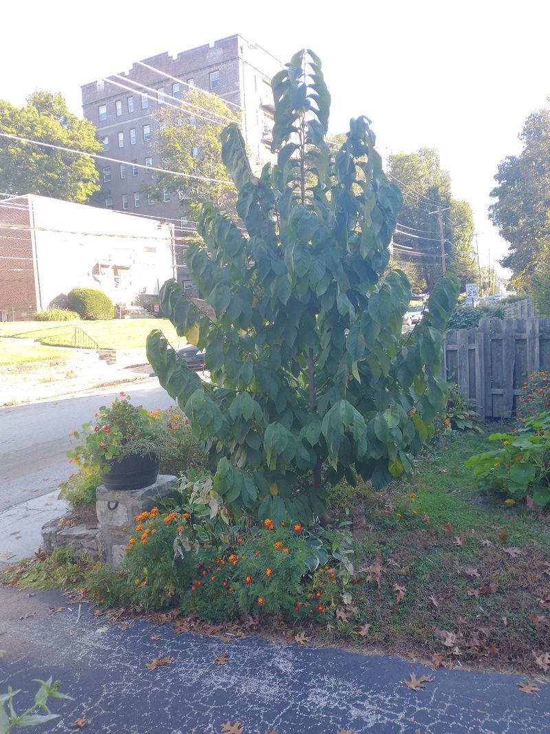 Pawpaws Work Best Along Spacious Property Edges Pawpaws Work Best Along Spacious Property Edges