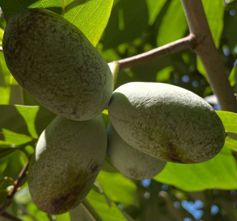 Pawpaws