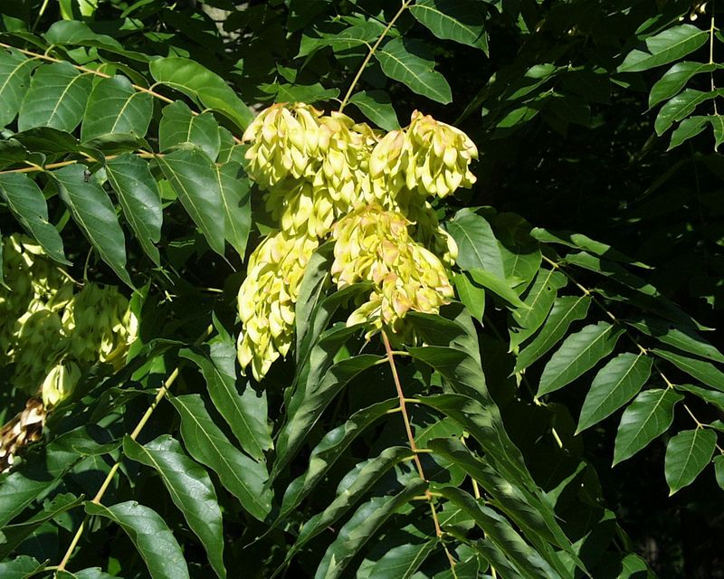 Pay Extra Attention To Tree Of Heaven