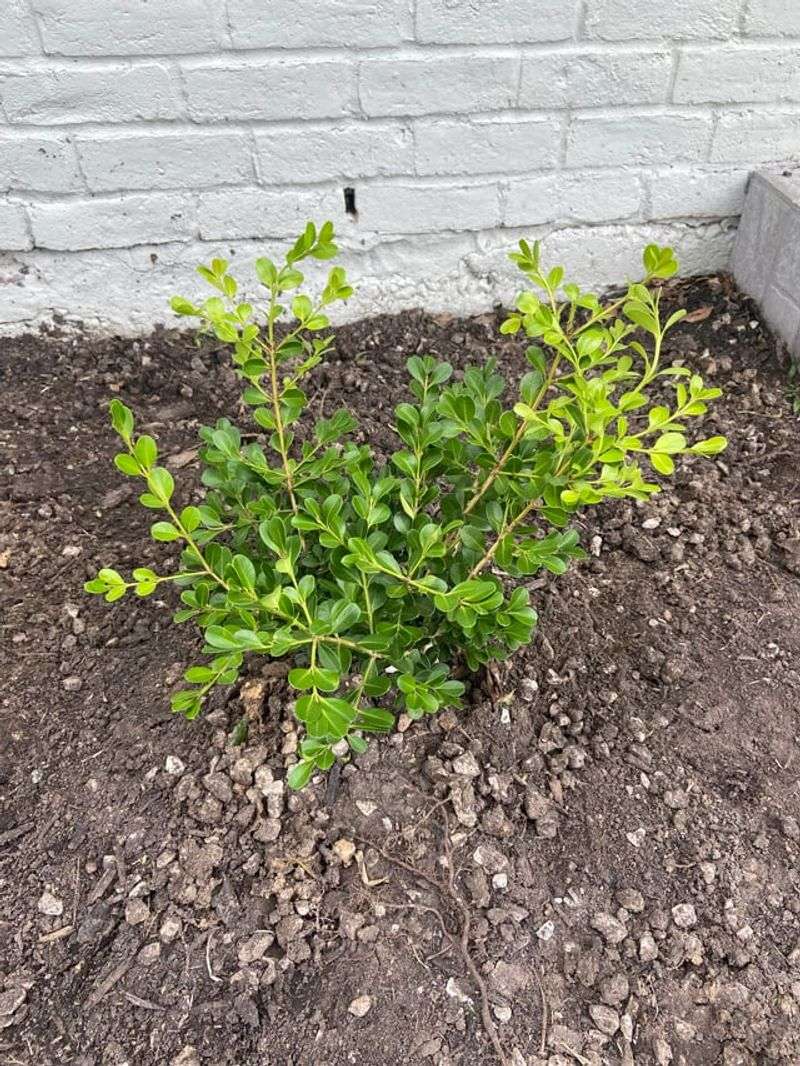 Pay Special Attention To Recently Planted Boxwoods
