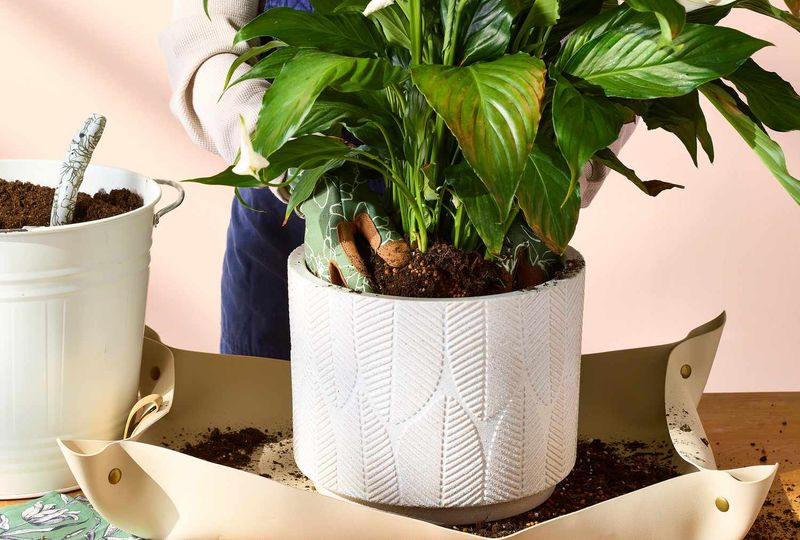 Peace Lily Peace Lily