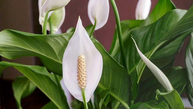 Peace Lily (Spathiphyllum) Peace Lily (Spathiphyllum)