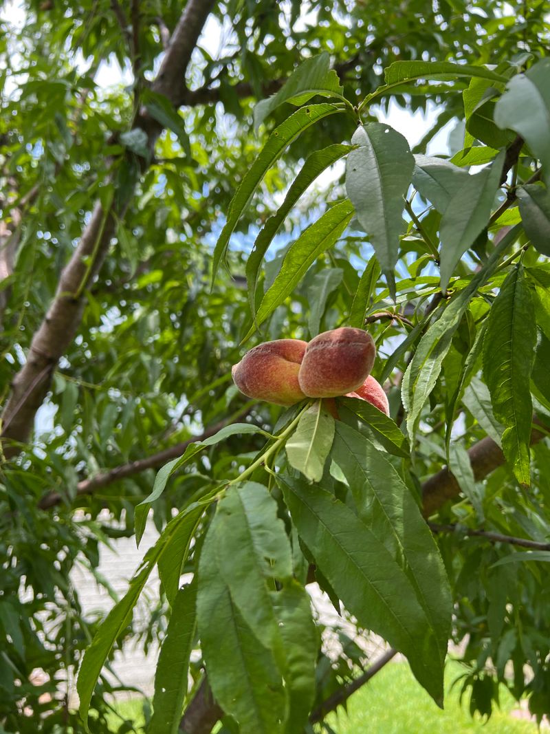 Peach Trees Peach Trees
