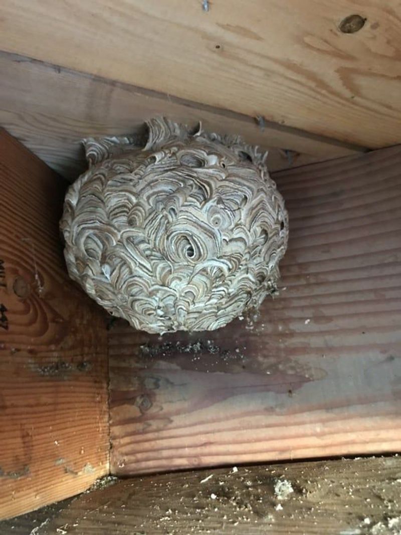 Peak Colony Numbers In Early Fall
