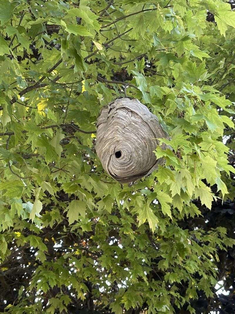 Peak Colony Size Explains The September Surge