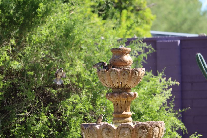 Peak Hours For A Busy Backyard Bath Peak Hours For A Busy Backyard Bath