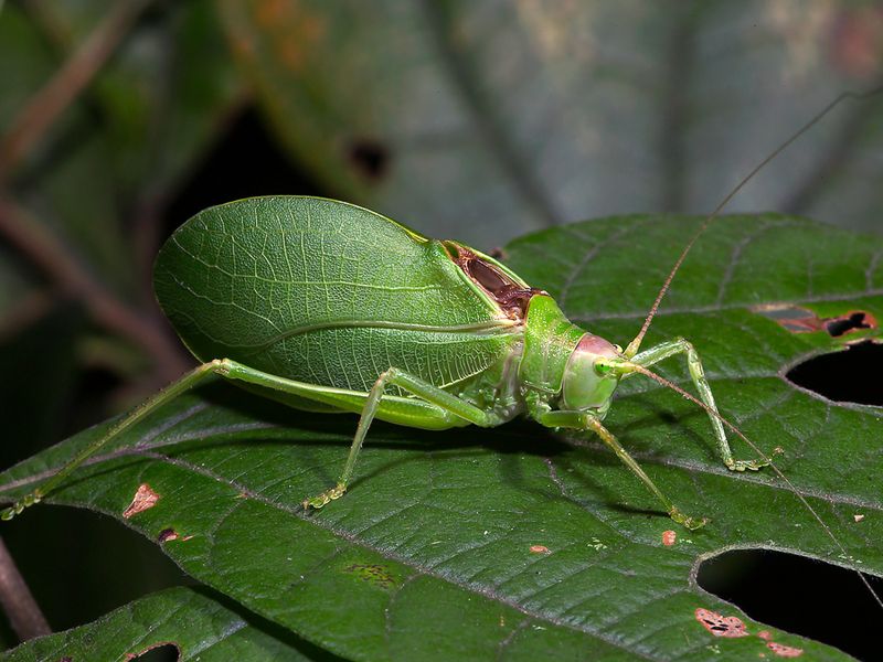 Peak Mating Season Arrives