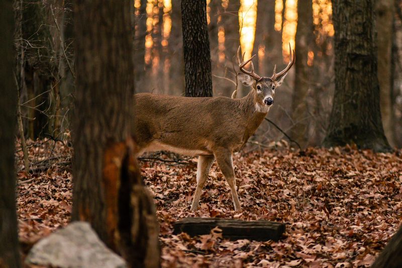 Peak Rub Season Across Indiana Counties