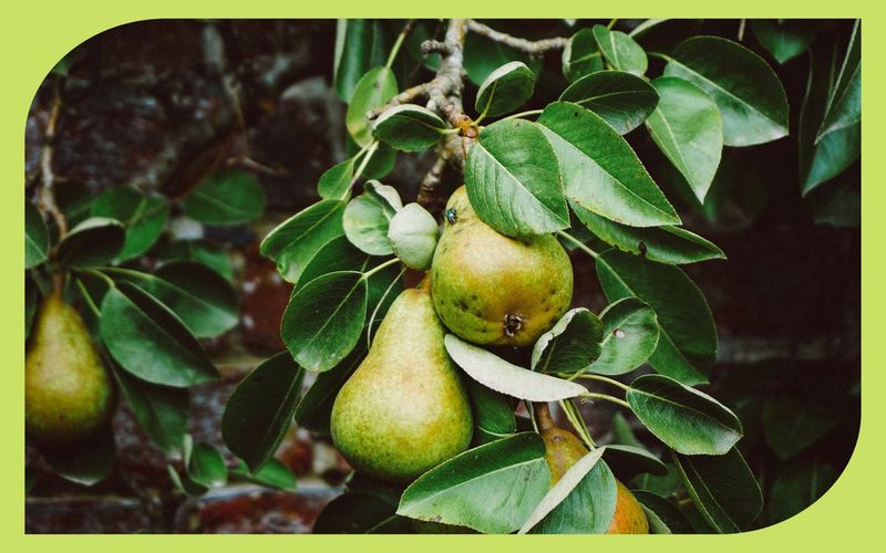Pear (Pyrus communis and Pyrus pyrifolia) Pear (Pyrus communis and Pyrus pyrifolia)
