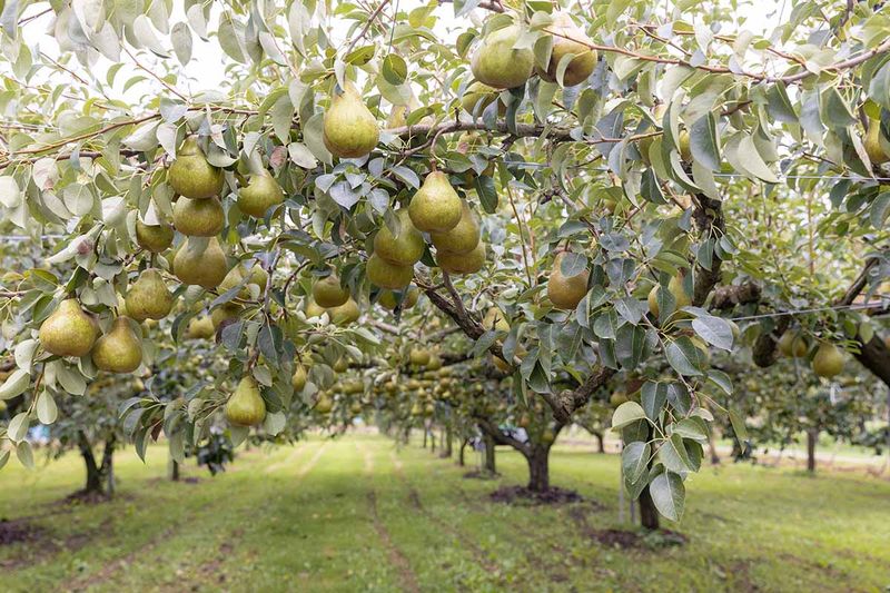 Pear Trees