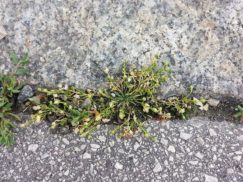 Pearlwort Hides As A Patch Of Moss