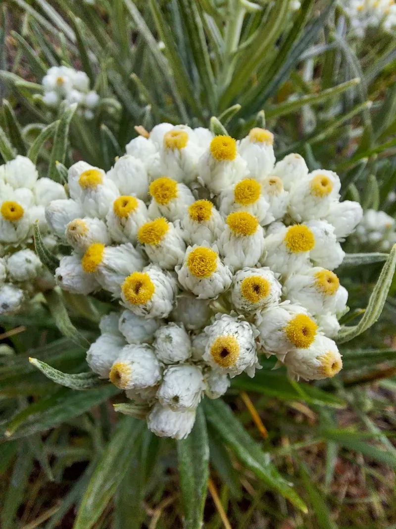 Pearly Everlasting (Anaphalis emarginata) Pearly Everlasting (Anaphalis emarginata)