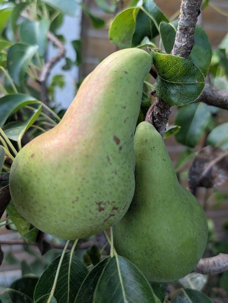 Pears