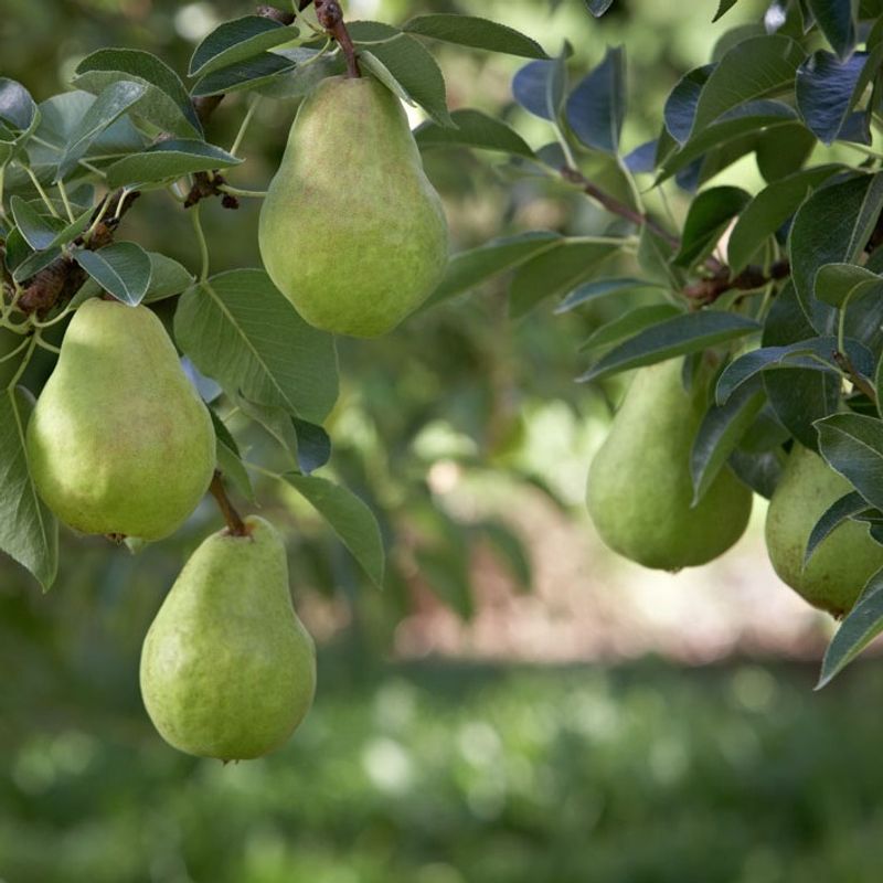 Pears