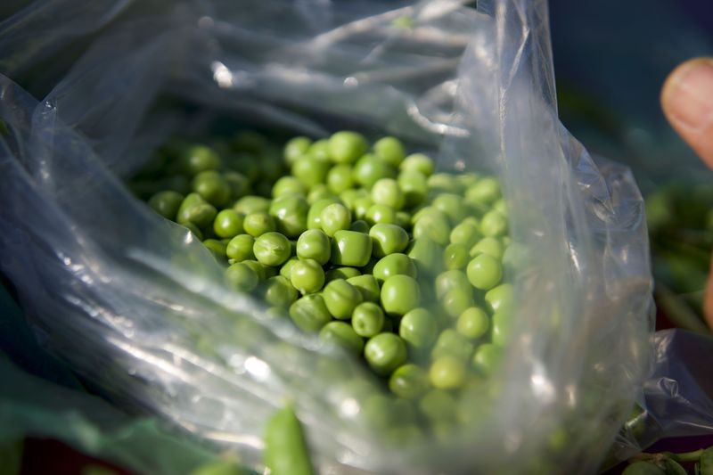 Peas Get A Second Wind When Summer Ends