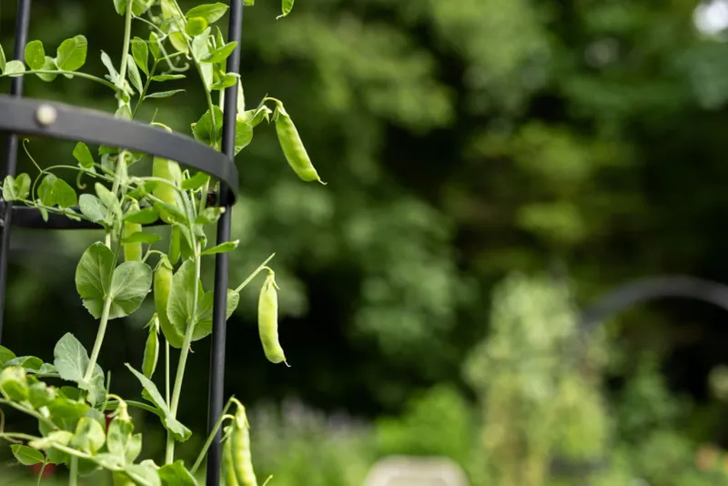 Peas Prefer The Mild Fall Stretch