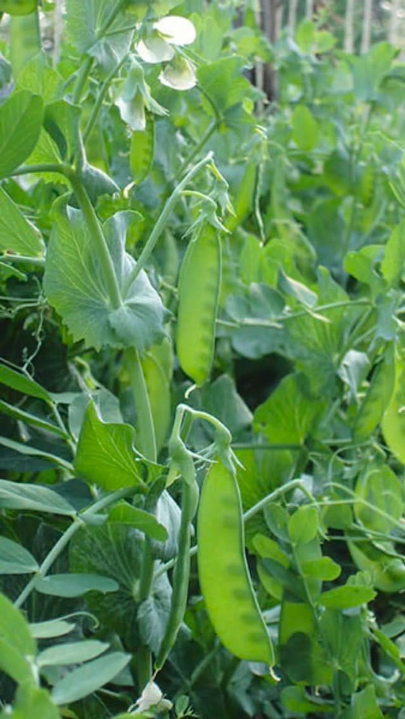 Peas