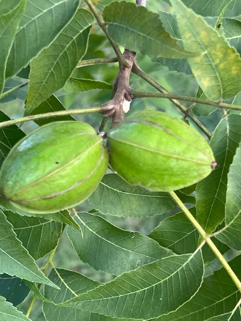 Pecan Trees Pecan Trees