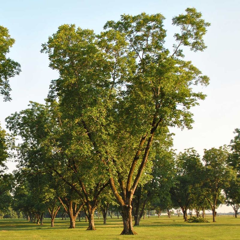 Pecan Pecan