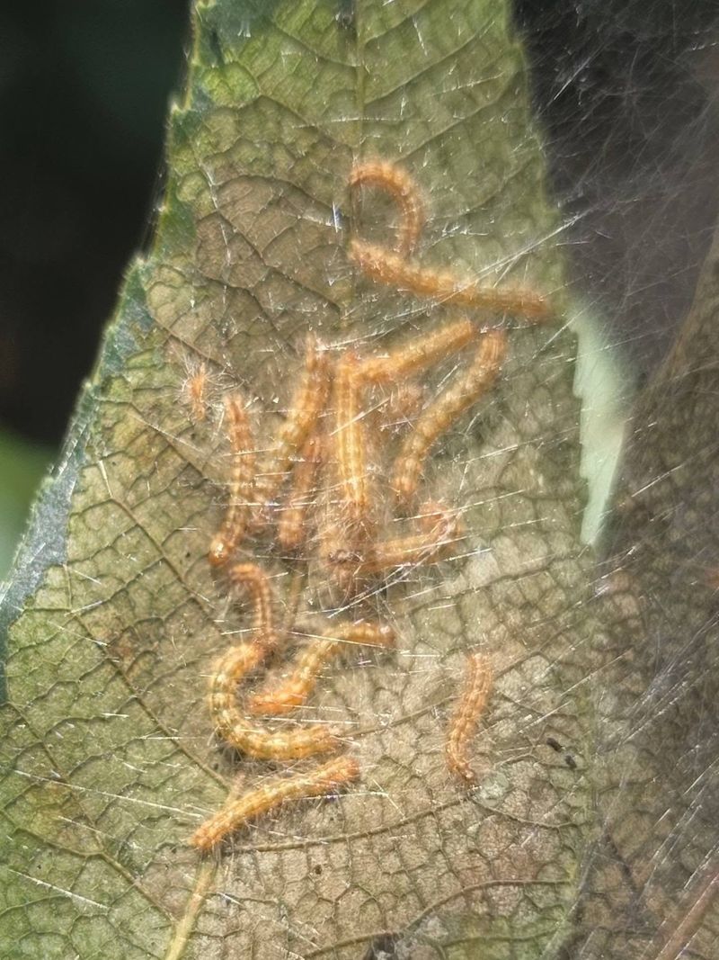 Pecans And Other Deciduous Trees Are Common Targets Pecans And Other Deciduous Trees Are Common Targets