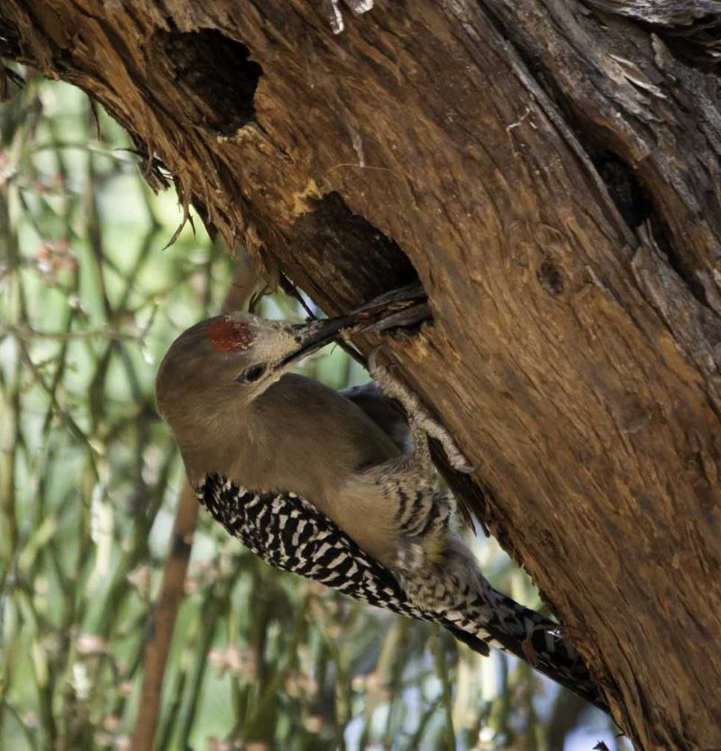 Pecking can prompt a tree inspection, not a diagnosis