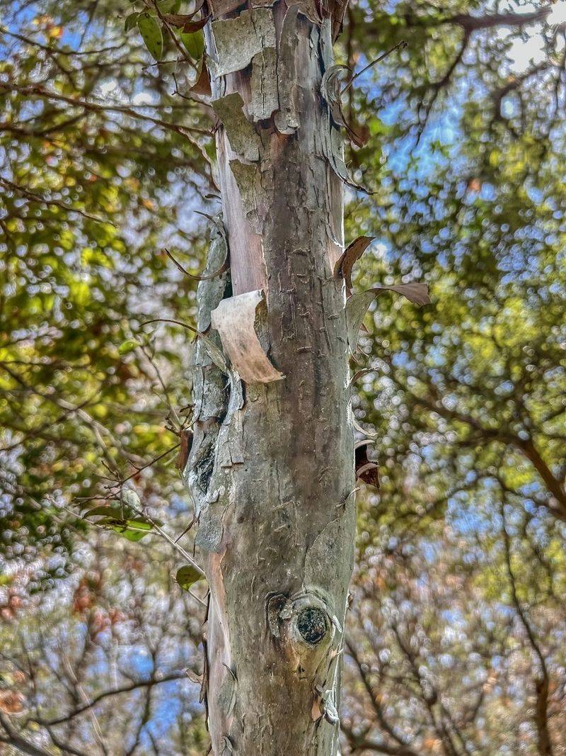 Peeling Bark Adds Year Round Interest