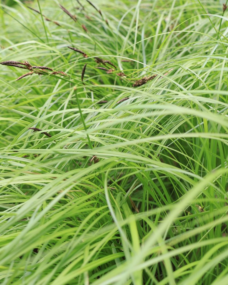 Pennsylvania Sedge (Carex Pensylvanica) Pennsylvania Sedge (Carex Pensylvanica)