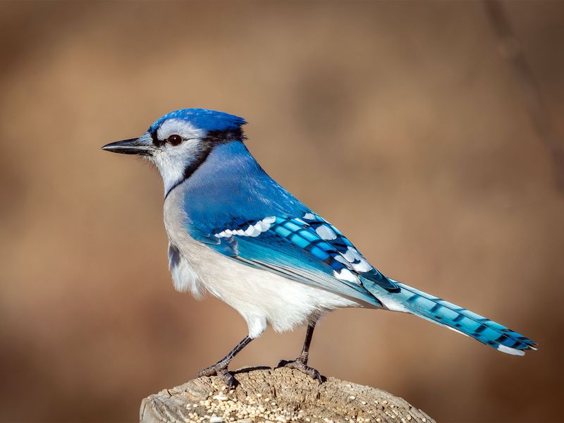 Pennsylvania's Wooded Neighborhoods Suit Blue Jays