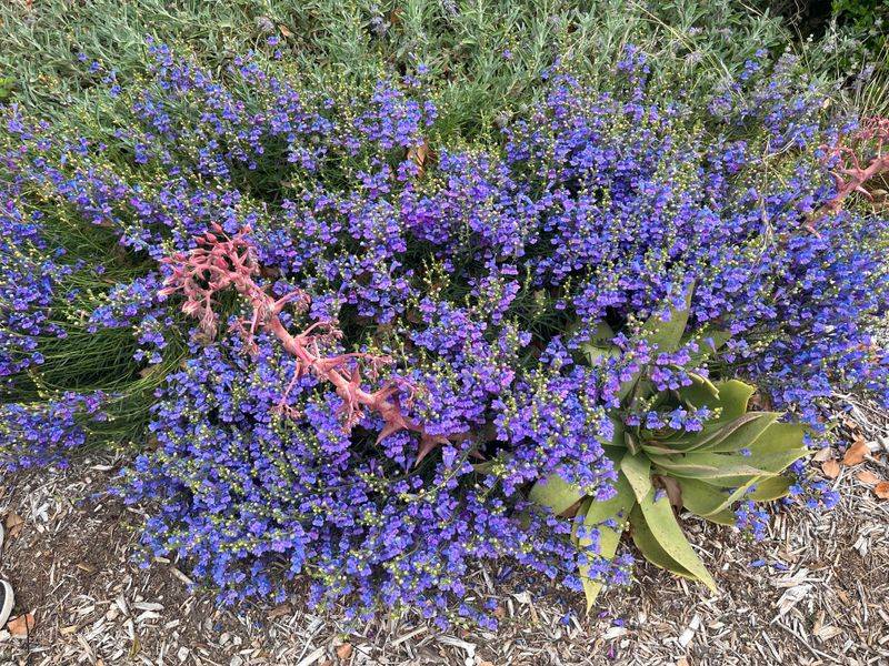 Penstemon Benefits Before Its Growth Cycle Ends