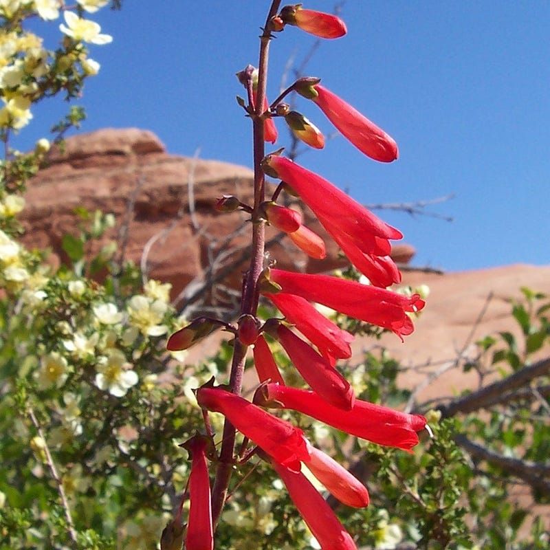 Penstemon (Penstemon spp.)