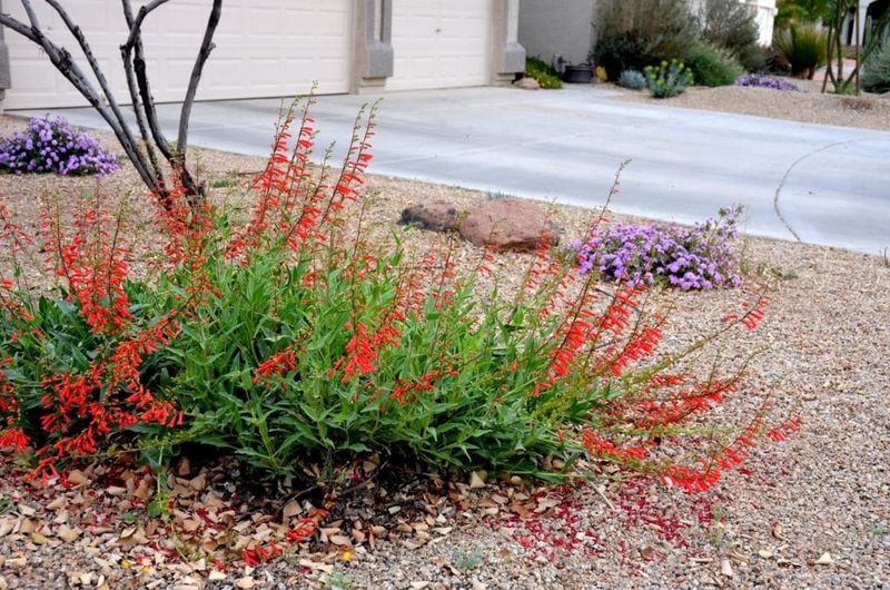 Penstemon