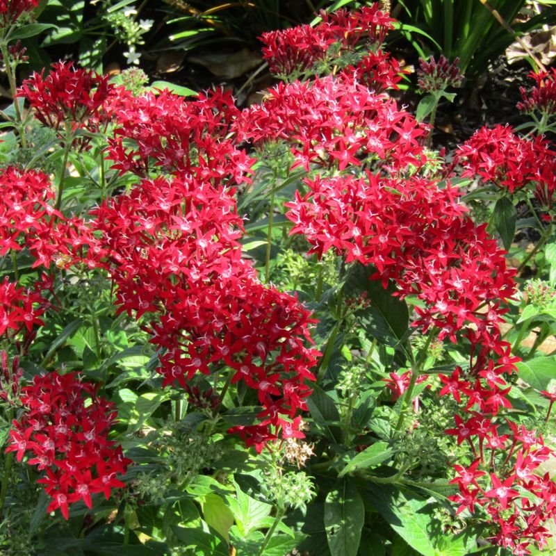 Pentas Keep Hummingbirds Working Through Fall Pentas Keep Hummingbirds Working Through Fall